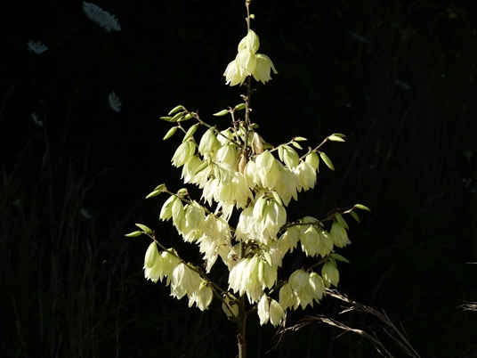 {Yucca filamentosa}